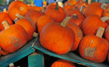 Pumpkin Pile