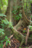 Rainforest tree