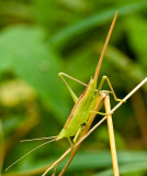 Meadow Katydid