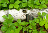 Fallen Trunk Among Leaves