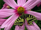 flores y mariposas