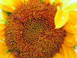 girasol