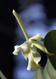 Orchide - Jardin Botanique de Montral