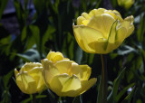 Tulips - Montreal Botanical Garden