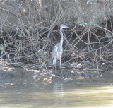 blueheron3mar.jpg