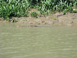 crocodileinwatermar.jpg