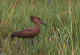 IMG_8581.hammerkop11.12.shar.jpg