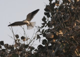 IMG_5256.-Ranthambhore-11.2.Black-shouldered kite