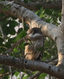 IMG_5192.-Ranthambhore-11.2. Brown fish owl