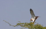 IMG_5739.Ranthambhore-11.2. Short-toed Eagle
