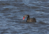 IMG_3290.-1.4.09.jpg