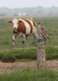 IMG_5616.8.Juni..2010.jpg