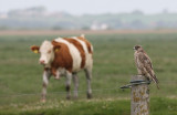 IMG_5622.8.Juni..2010.jpg