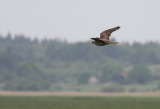IMG_5840.8.juni.2010.jpg