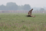 IMG_5357.8.juni.2010.jpg