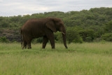 African elephant, Loxodonta Africana