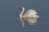 Mute Swan, Cygnus olor (Knlsvan)