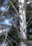 Lesser Spotted Woodpecker, Dendrocopus minor (Mindre Hackspett)