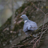 Wood Pigeon, Columba palumbus (Ringduva)