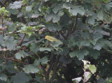 Yellow Warbler, Gul skogssångare, Dendroica petechia