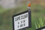 European Robin, Rödhake, Erithacus rubecula