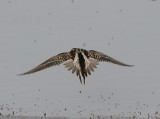 Pectoral Sandpiper, Tuvsnppa, Calidris melanotos