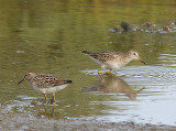  2 Pectoral Sandpiper, Tuvsnppa, Calidris melanotos