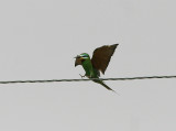 Blue-cheeked Bee-eater, Grön biätare, Merops orientalis