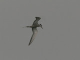 White-cheeked Tern, Vitkindad tärna, Sterna repressa