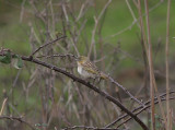 Black-headed Weaver, Svarthuvad vävare, Ploceus melanocephalus
