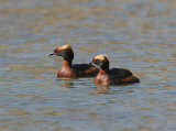 Horned Grebe, Svarthakedopping, Podiceps auritus