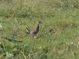 Common Moorhen, Rörhöna, Gallinulachloropus