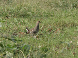 Common Moorhen, Rrhna, Gallinulachloropus