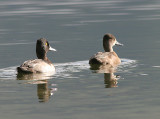 Ring-necked Duck, Ringand, Aythya collaris