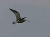 Eurasian Curlew, Storspov, Numenius arquata