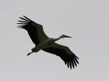White Stork, Vit stork, Ciconia ciconia