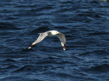 Mew Gull, Fiskms, Larus canus