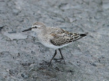 White-rumped Sandpiper, Vitgumpsnppa, Calidris fuscicollis