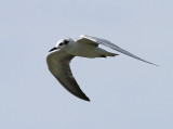 White-winged Tern, Vitvingad tärna, Chlidonias leucopterus