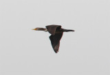Double-Crested Cormorant, Öronskarv, Phalacrocorax auritus