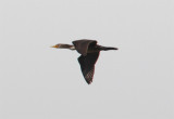 Double-Crested Cormorant, ronskarv, Phalacrocorax auritus