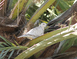 Barbary Dove, Skrattduva, Streptopelia risoria