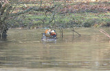 Mandarin Duck, Mandarinand, Aix galericulata