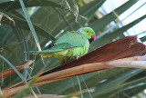 Rose-ringed Parakeet, Halsbandsparakit, Psittacula krameri