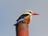 Grey-Headed Kingsfisher, Halcyon leucocephala acteon