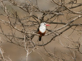 Grey-Headed Kingsfisher, Halcyon leucocephala acteon