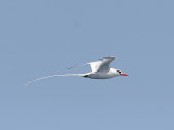 Red-billed Tropicbird, Rödnäbbad tropikfågel, Phaeton aethereus