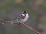 Iago Sparrow, Kapverdesparv, Passer iagoensis