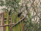 Brown-Necked Raven, kenkorp, Corvus ruficollis