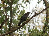 Brown-Necked Raven, Ökenkorp, Corvus ruficollis